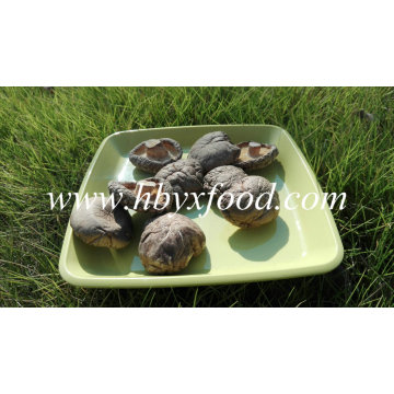 Healthy Fresh Vegetable Smooth Shiitake Mushroom